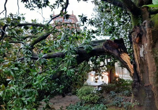 Cae unha rama de máis de 3 toneladas dun dos magnolios dos xardíns Felipe de Castro